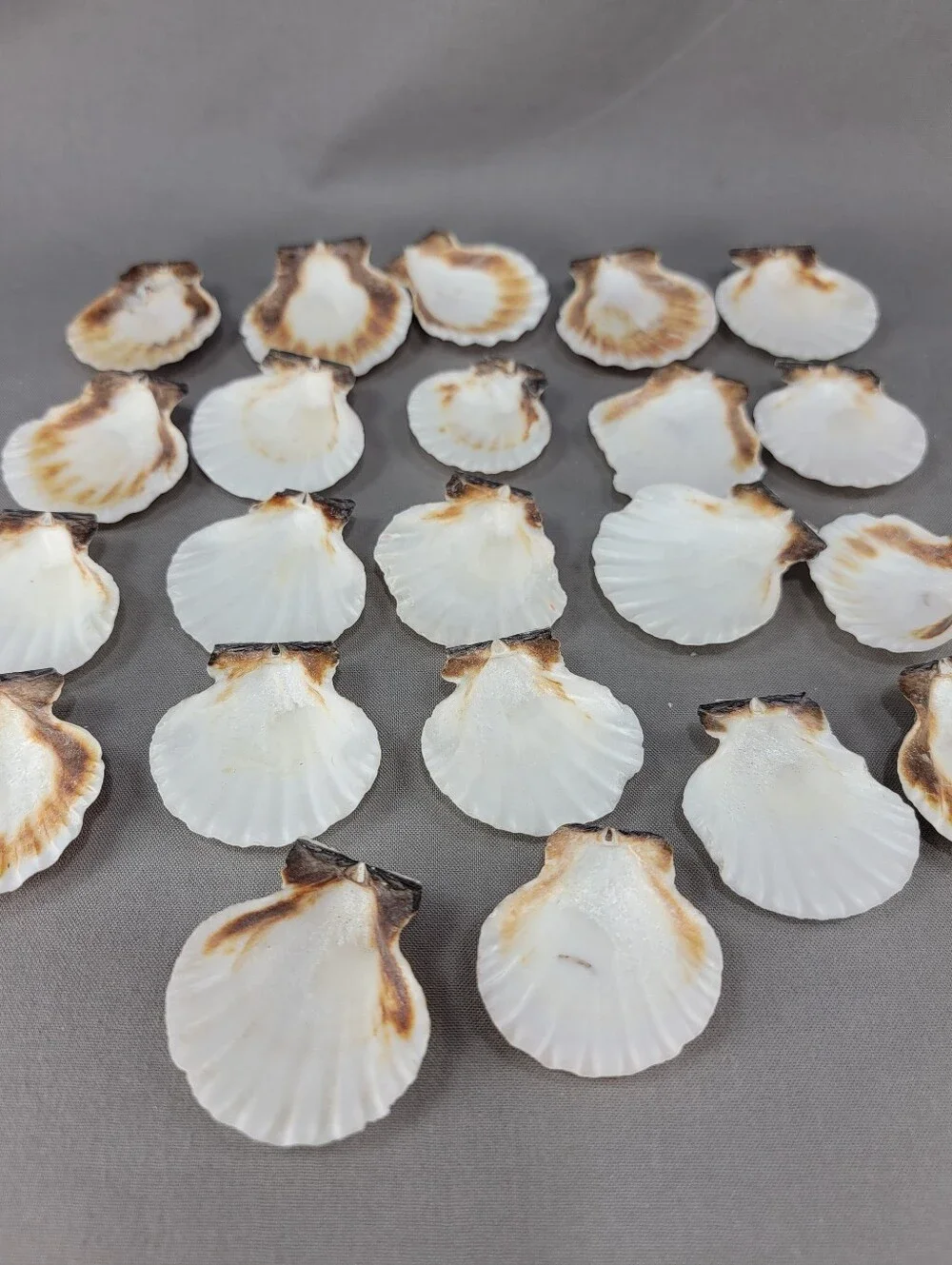 Scallop Shell Seashell Crafts Coastal Beach Decor Miscellaneous Lot